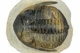 Detailed Hollardops Trilobite Fossil - Multi-Toned Preservation #347781-2